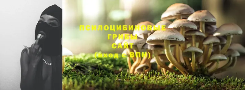 маркетплейс как зайти  что такое   Чехов  Галлюциногенные грибы Psilocybe 